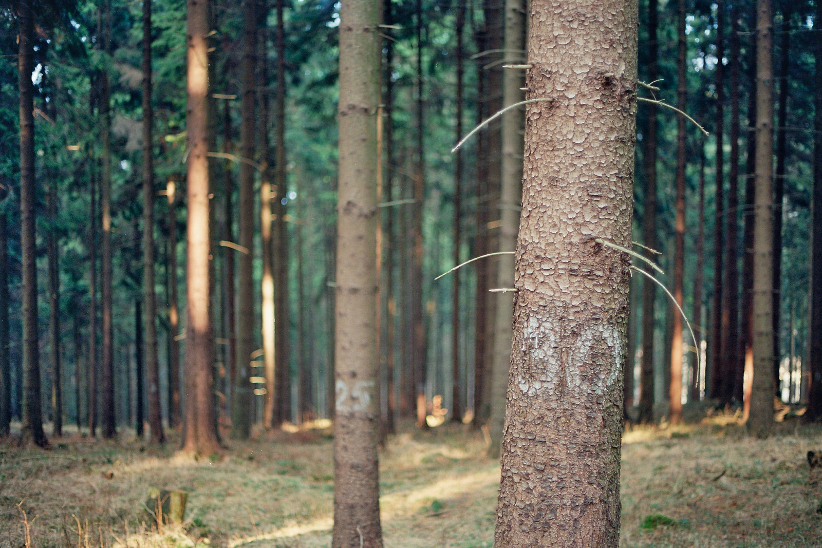 Numbers on trees by Masine