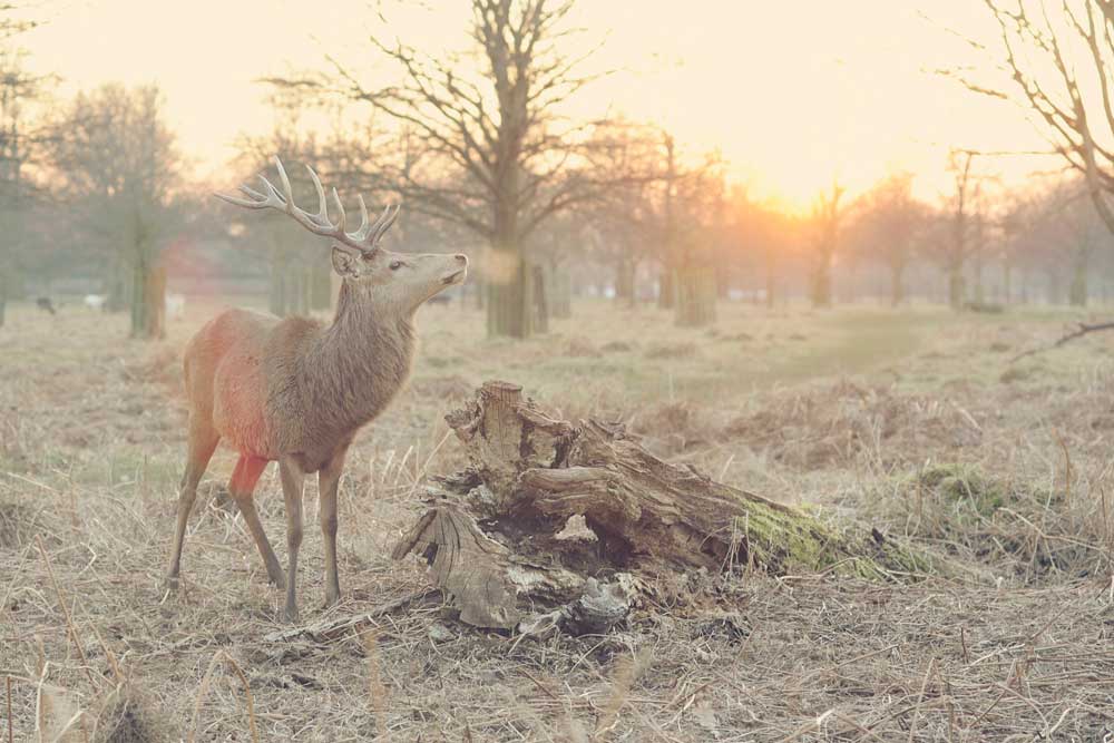 deer by rebecca johnston