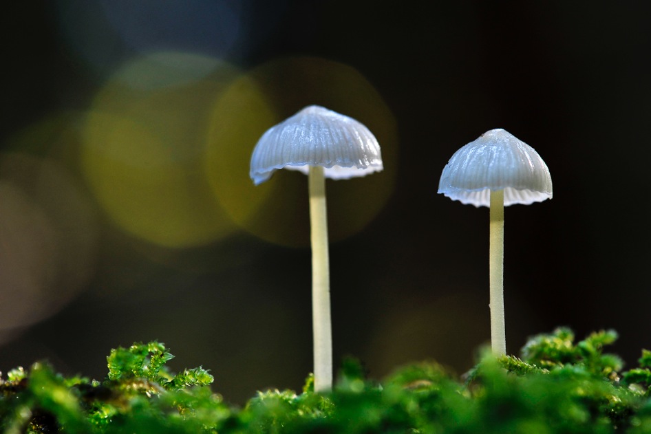 Mycena epipterygia. Image: Alison Pouliot